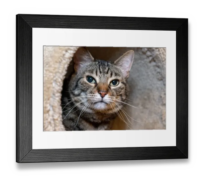 Framed Print : Issaquah, Washington State, USA. Ten year old American short-haired cat Framed Print : Issaquah, Washington State, USA. Ten year old American short-haired cat