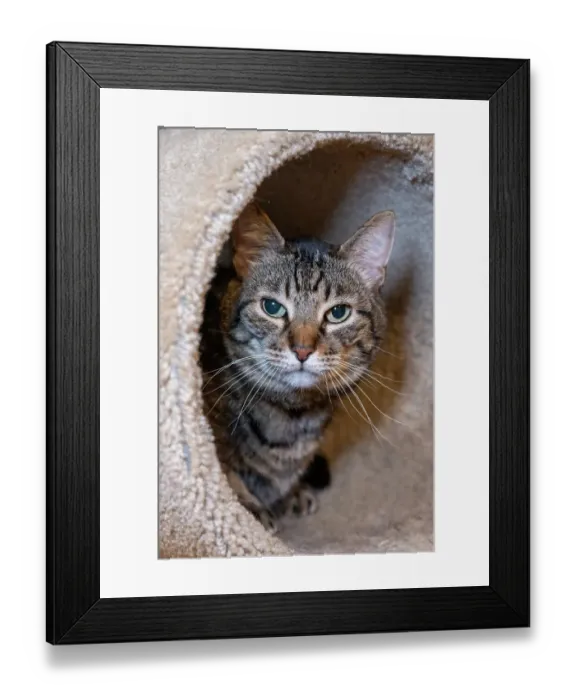 Framed Print : Issaquah, Washington State, USA. Ten year old American short-haired cat