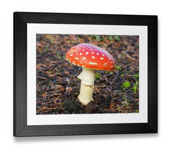 Framed Print : Washington State, Fly agaric mushroom Framed Print : Washington State, Fly agaric mushroom