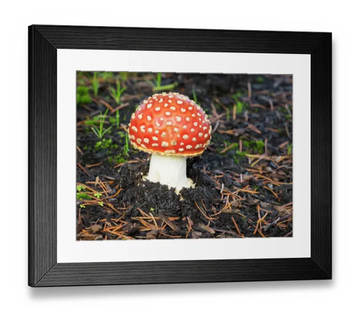 Framed Print : Washington State, Fly agaric mushroom Framed Print : Washington State, Fly agaric mushroom