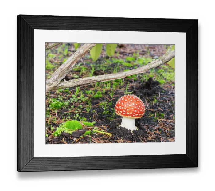 Framed Print : Washington State, Fly agaric mushroom Framed Print : Washington State, Fly agaric mushroom