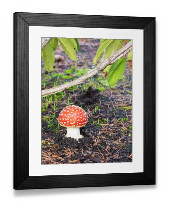 Framed Print : Washington State, Fly agaric mushroom Framed Print : Washington State, Fly agaric mushroom
