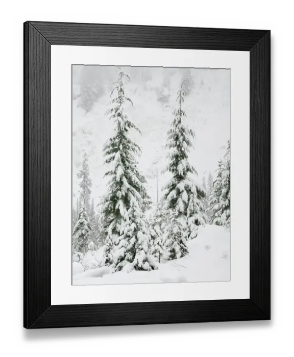 Framed Print : Washington State, Central Cascades. Snow covered fir trees Framed Print : Washington State, Central Cascades. Snow covered fir trees