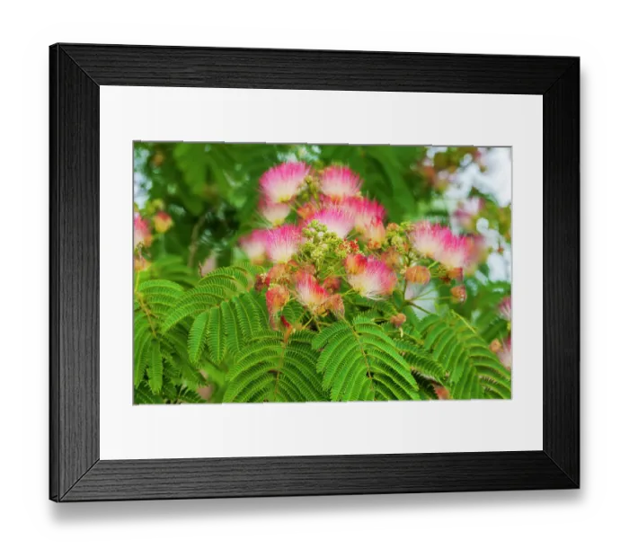 Framed Print : Mimosa tree flowers. Seattle, Washington Framed Print : Mimosa tree flowers. Seattle, Washington