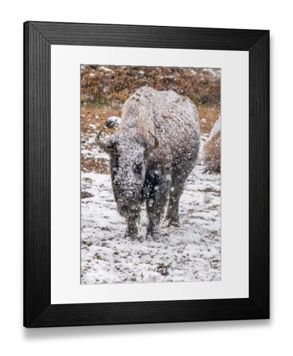 Framed Print : USA, Wyoming, Yellowstone National Park. Bison in falling snow Framed Print : USA, Wyoming, Yellowstone National Park. Bison in falling snow