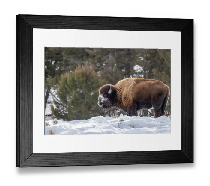 Framed Print : USA, Wyoming, Yellowstone National Park. Bison eating in snow