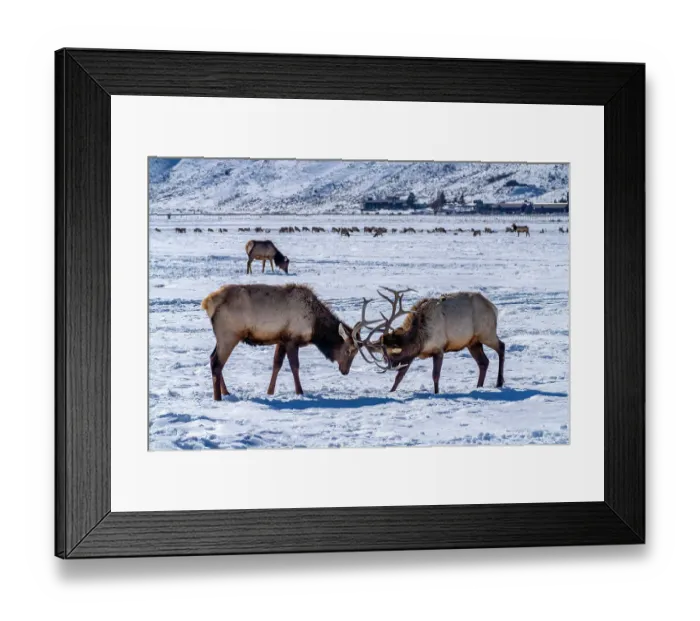Framed Print : USA, Wyoming, National Elk Refuge. Bull elks sparring Framed Print : USA, Wyoming, National Elk Refuge. Bull elks sparring