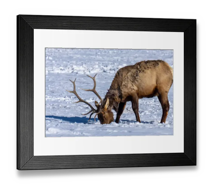 Framed Print : USA, Wyoming, National Elk Refuge. Bull elk seeking food beneath snow Framed Print : USA, Wyoming, National Elk Refuge. Bull elk seeking food beneath snow
