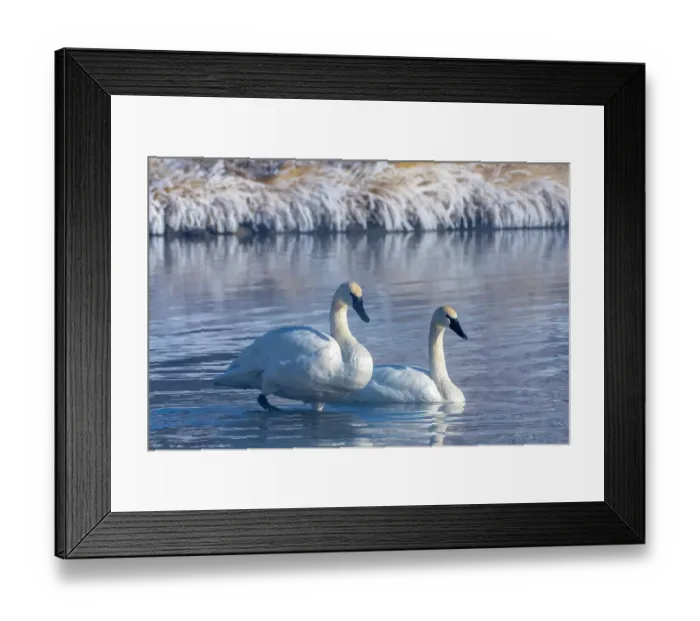 Framed Print : USA, Wyoming, Jackson National Fish Hatchery. Trumpeter swan pair on pond in winter Framed Print : USA, Wyoming, Jackson National Fish Hatchery. Trumpeter swan pair on pond in winter