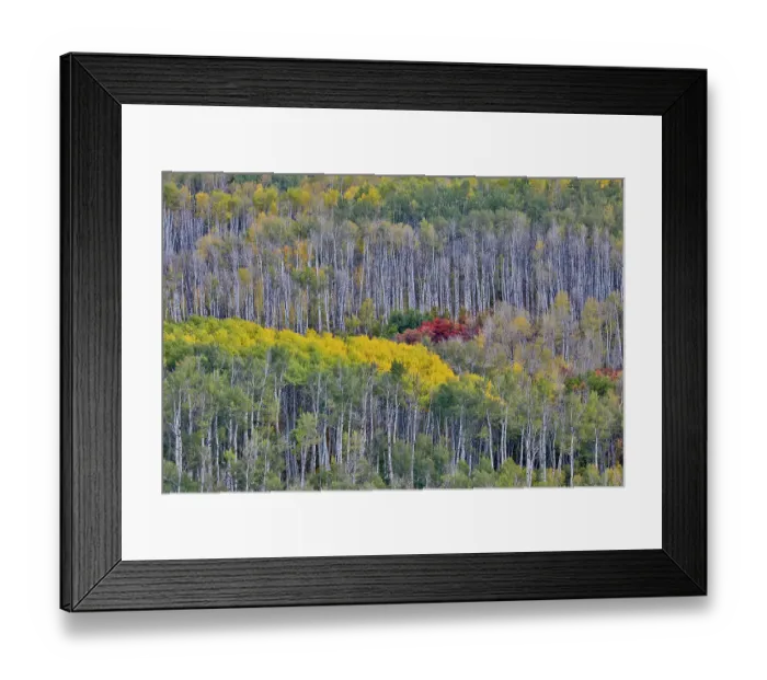 Framed Print : USA, Wyoming. Kebler Pass with Aspen grove in fall color Framed Print : USA, Wyoming. Kebler Pass with Aspen grove in fall color