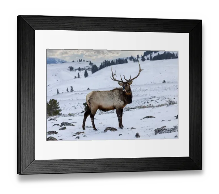 Framed Print : USA, Wyoming, Yellowstone National Park. Lone bull elk in snow