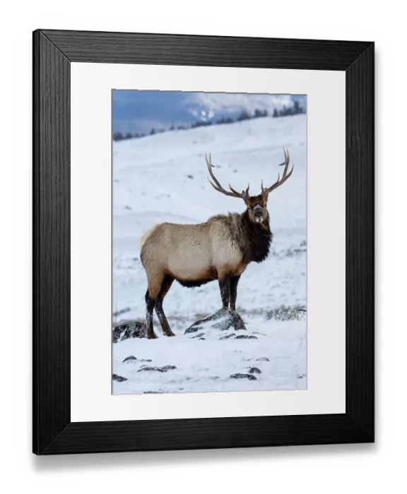 Framed Print : USA, Wyoming, Yellowstone National Park. Lone bull elk in snow Framed Print : USA, Wyoming, Yellowstone National Park. Lone bull elk in snow