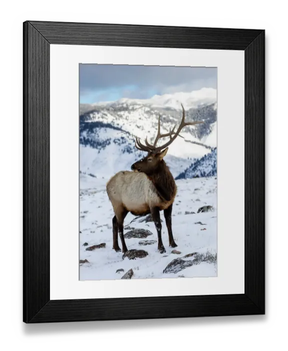 Framed Print : USA, Wyoming, Yellowstone National Park. Lone bull elk in snow Framed Print : USA, Wyoming, Yellowstone National Park. Lone bull elk in snow
