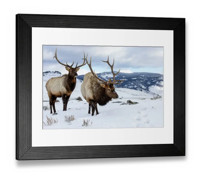 Framed Print : USA, Wyoming, Yellowstone National Park. Pair of bull elk in snow Framed Print : USA, Wyoming, Yellowstone National Park. Pair of bull elk in snow