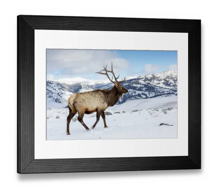 Framed Print : USA, Wyoming, Yellowstone National Park. Lone bull elk in snow Framed Print : USA, Wyoming, Yellowstone National Park. Lone bull elk in snow