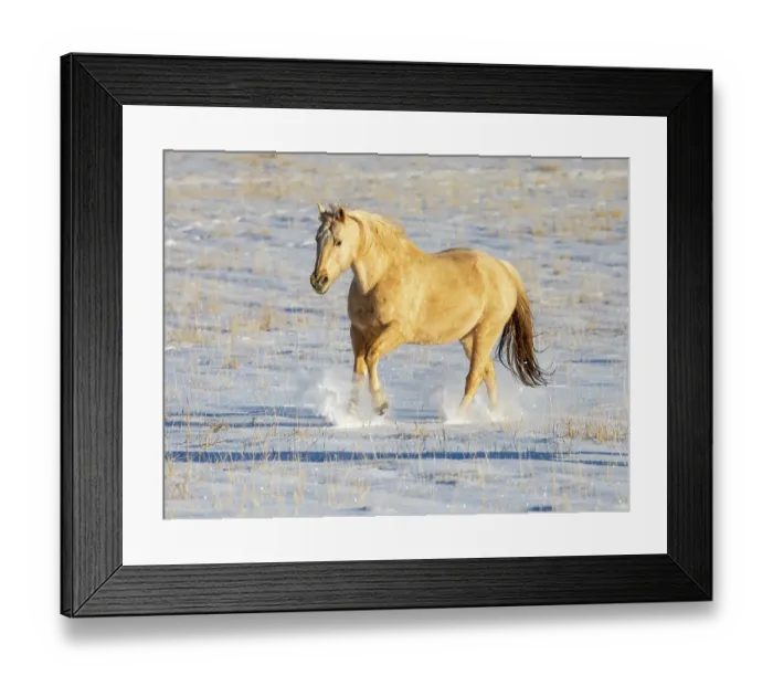 Framed Print : USA, Shell, Wyoming. Hideout Ranch lone horse in snow. (PR, MR) Framed Print : USA, Shell, Wyoming. Hideout Ranch lone horse in snow. (PR, MR)
