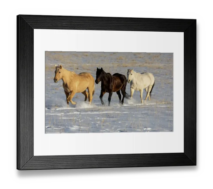 Framed Print : USA, Shell, Wyoming. Hideout Ranch with small herd of horses in snow. (PR, MR) Framed Print : USA, Shell, Wyoming. Hideout Ranch with small herd of horses in snow. (PR, MR)