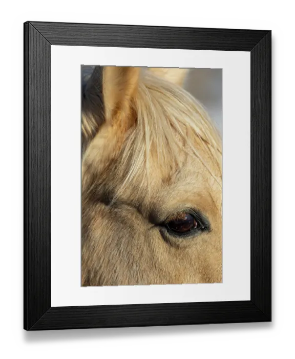 Framed Print : USA, Shell, Wyoming. Hideout Ranch close-up of horses eye. (PR) Framed Print : USA, Shell, Wyoming. Hideout Ranch close-up of horses eye. (PR)
