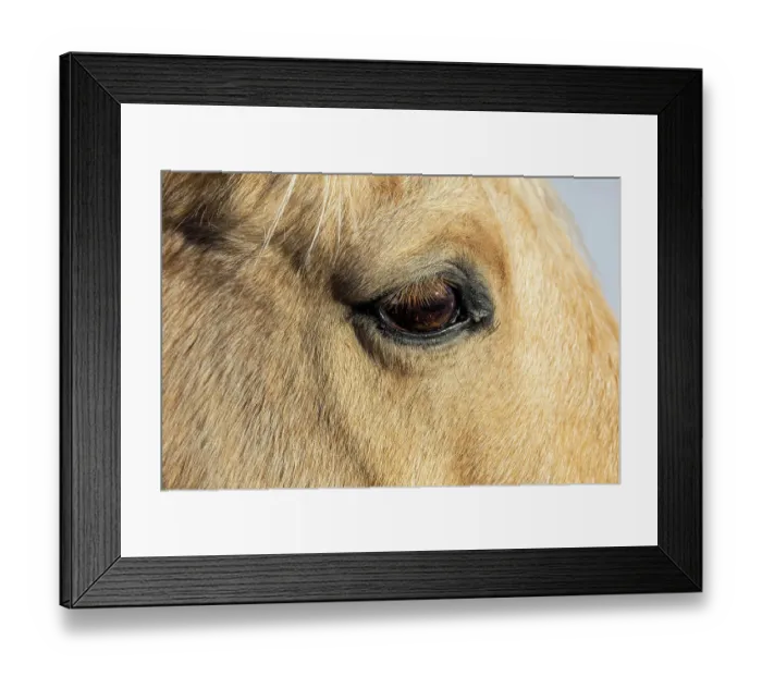 Framed Print : USA, Shell, Wyoming. Hideout Ranch close-up of horses eye. (PR) Framed Print : USA, Shell, Wyoming. Hideout Ranch close-up of horses eye. (PR)