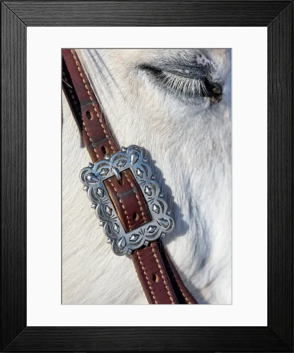 Framed Print : USA, Shell, Wyoming. Hideout Ranch tack on horse. (PR, MR)
