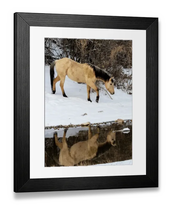 Framed Print : USA, Shell, Wyoming. Hideout Ranch lone horse in reflection Shell creek. (PR, MR)