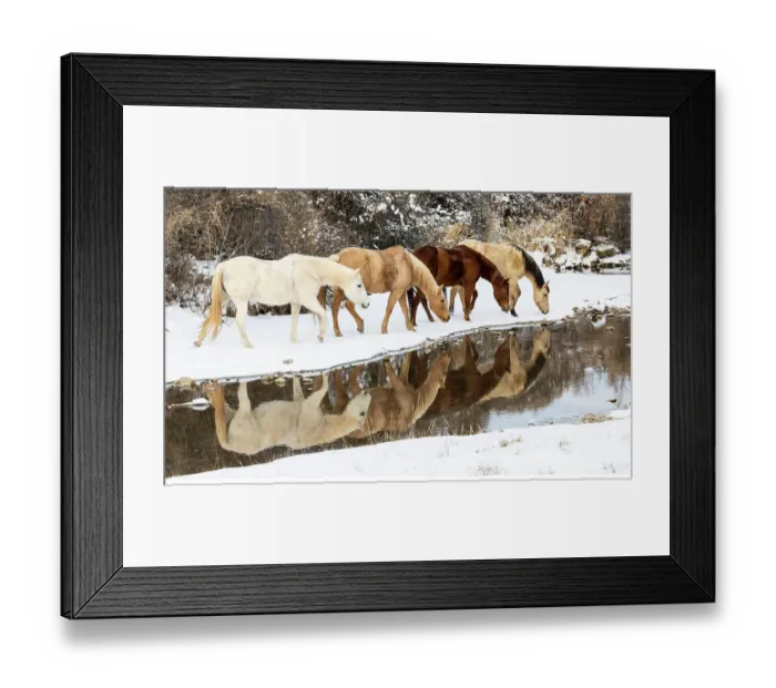 Framed Print : USA, Shell, Wyoming. Hideout Ranch horses in reflection Shell Creek. (PR, MR) Framed Print : USA, Shell, Wyoming. Hideout Ranch horses in reflection Shell Creek. (PR, MR)