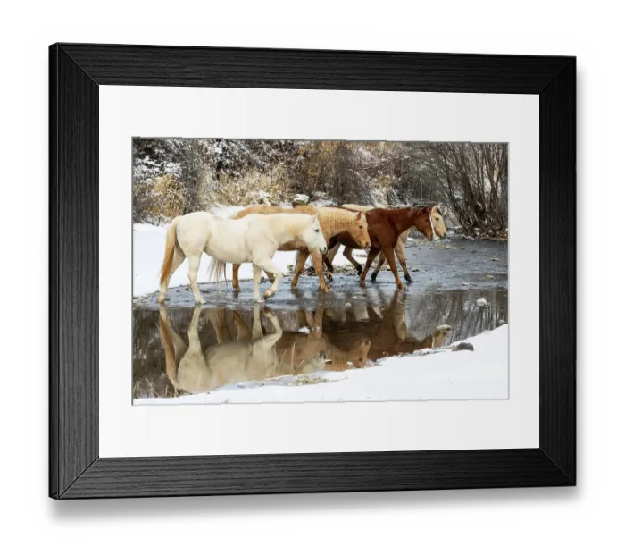 Framed Print : USA, Shell, Wyoming. Hideout Ranch horses in reflection Shell Creek. (PR, MR)
