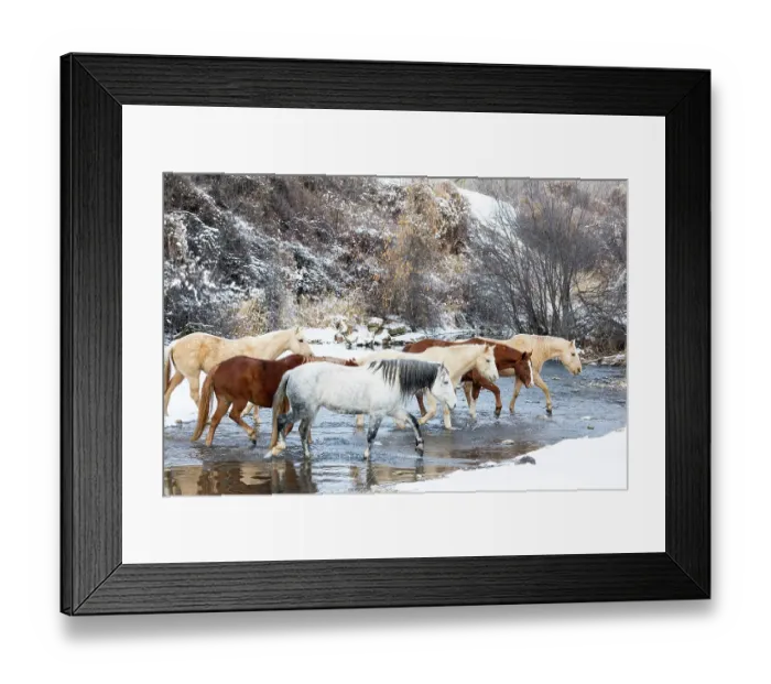 Framed Print : USA, Shell, Wyoming. Hideout Ranch horses in reflection Shell Creek. (PR, MR) Framed Print : USA, Shell, Wyoming. Hideout Ranch horses in reflection Shell Creek. (PR, MR)