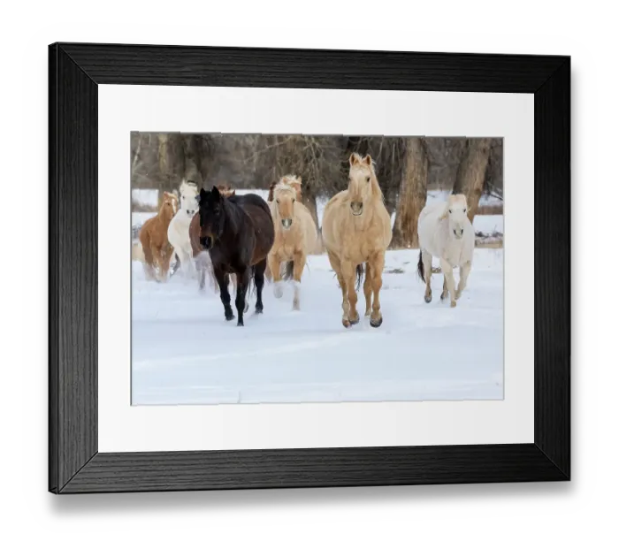 Framed Print : USA, Shell, Wyoming. Hideout Ranch with small herd of horses in snow. (PR, MR) Framed Print : USA, Shell, Wyoming. Hideout Ranch with small herd of horses in snow. (PR, MR)