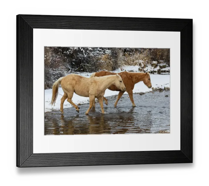 Framed Print : USA, Shell, Wyoming. Hideout Ranch pair of horses in snow. (PR, MR) Framed Print : USA, Shell, Wyoming. Hideout Ranch pair of horses in snow. (PR, MR)