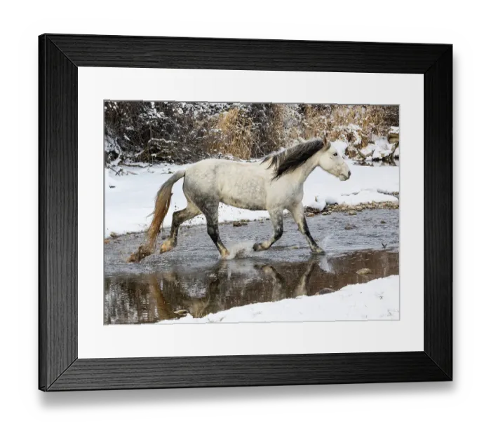 Framed Print : USA, Shell, Wyoming. Hideout Ranch lone horse in snow. (PR, MR) Framed Print : USA, Shell, Wyoming. Hideout Ranch lone horse in snow. (PR, MR)