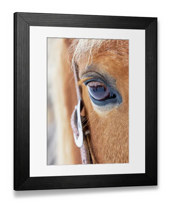 Framed Print : USA, Shell, Wyoming. Hideout Ranch close-up of horses eye. (PR)