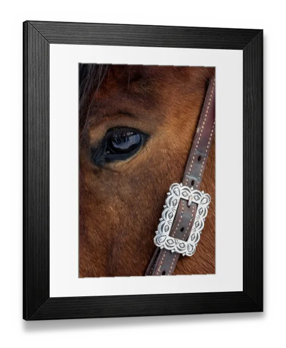 Framed Print : USA, Shell, Wyoming. Hideout Ranch close-up of horses eye. (PR) Framed Print : USA, Shell, Wyoming. Hideout Ranch close-up of horses eye. (PR)