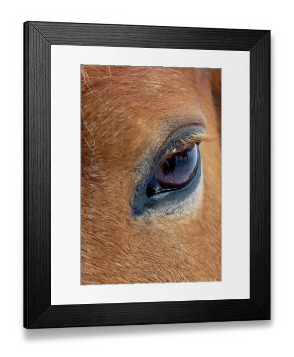 Framed Print : USA, Shell, Wyoming. Hideout Ranch close-up of horses eye. (PR) Framed Print : USA, Shell, Wyoming. Hideout Ranch close-up of horses eye. (PR)
