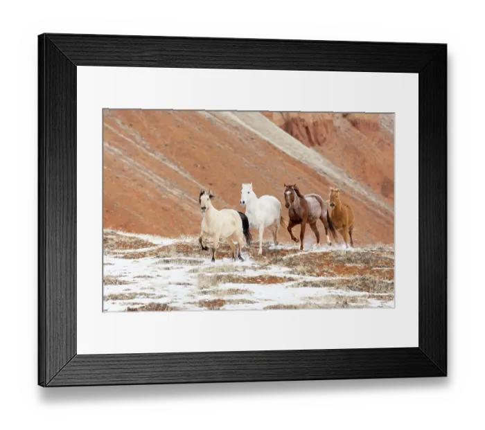 Framed Print : USA, Shell, Wyoming. Hideout Ranch with small herd of horses in snow. (PR, MR) Framed Print : USA, Shell, Wyoming. Hideout Ranch with small herd of horses in snow. (PR, MR)