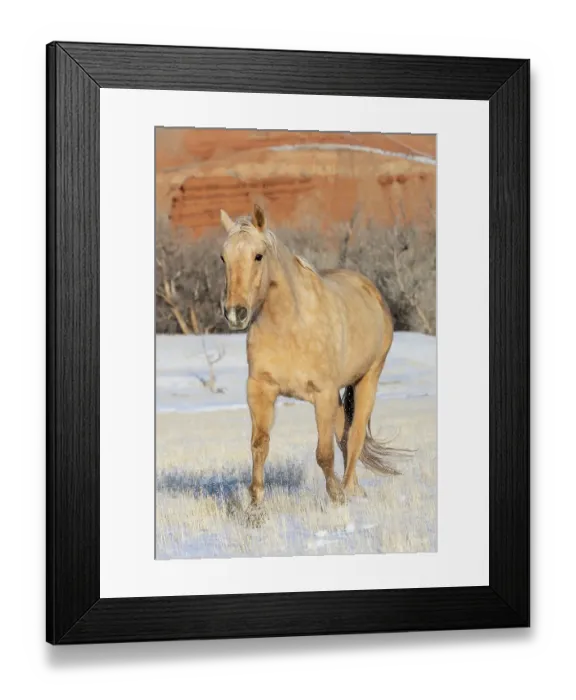 Framed Print : USA, Shell, Wyoming. Hideout Ranch lone horse in snow. (PR, MR)