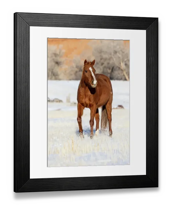 Framed Print : USA, Shell, Wyoming. Hideout Ranch lone horse in snow. (PR, MR)