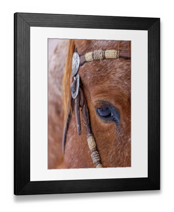 Framed Print : USA, Wyoming. Hideout Horse Ranch, horse detail. (PR)
