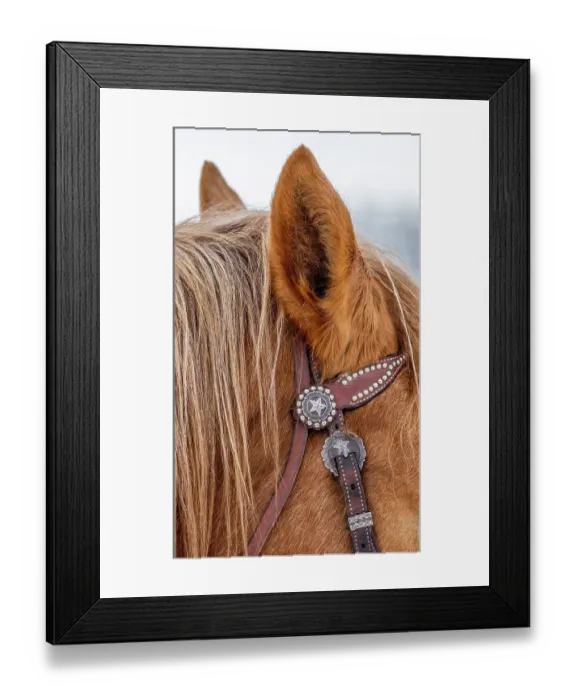 Framed Print : USA, Wyoming. Hideout Horse Ranch, horse detail. (PR) Framed Print : USA, Wyoming. Hideout Horse Ranch, horse detail. (PR)