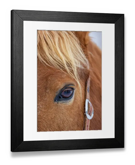 Framed Print : USA, Wyoming. Hideout Horse Ranch, horse detail. (PR) Framed Print : USA, Wyoming. Hideout Horse Ranch, horse detail. (PR)