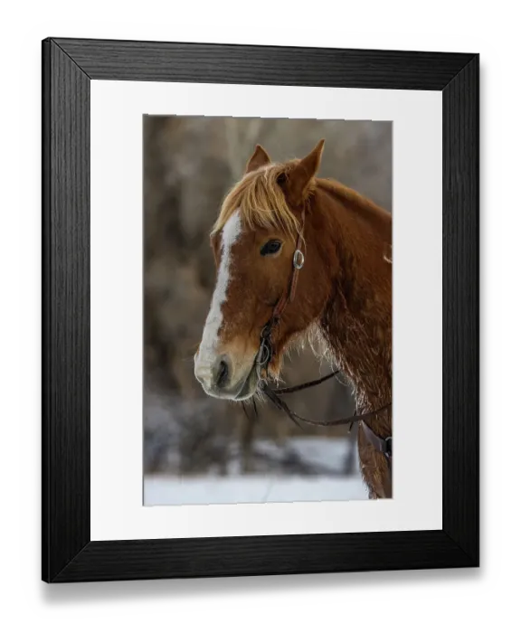 Framed Print : USA, Wyoming. Hideout Horse Ranch, horse detail. (PR) Framed Print : USA, Wyoming. Hideout Horse Ranch, horse detail. (PR)