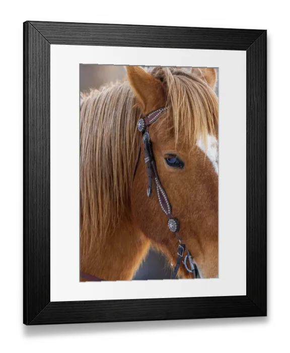 Framed Print : USA, Wyoming. Hideout Horse Ranch, horse detail. (PR)