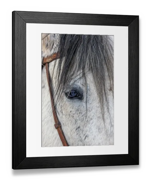 Framed Print : USA, Wyoming. Hideout Horse Ranch, horse detail. (PR) Framed Print : USA, Wyoming. Hideout Horse Ranch, horse detail. (PR)