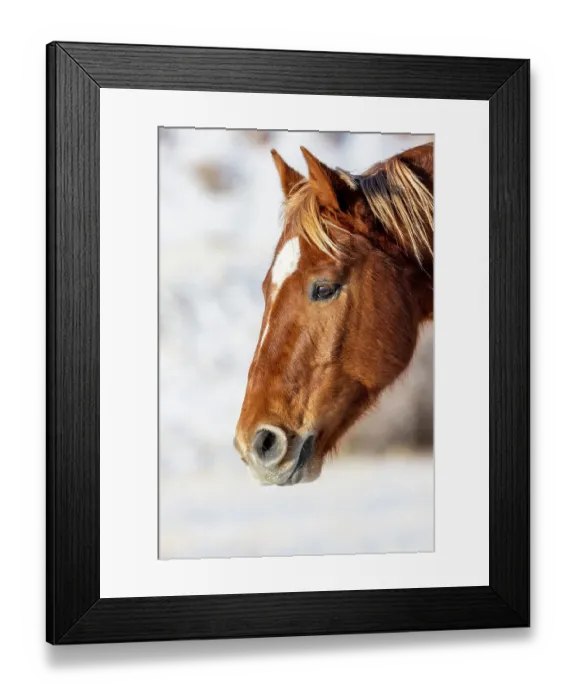 Framed Print : USA, Wyoming. Hideout Horse Ranch, horse detail. (PR) Framed Print : USA, Wyoming. Hideout Horse Ranch, horse detail. (PR)