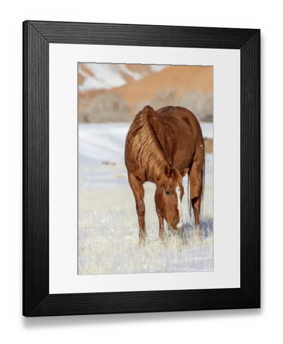 Framed Print : USA, Wyoming. Hideout Horse Ranch, horse grazing in snow. (PR) Framed Print : USA, Wyoming. Hideout Horse Ranch, horse grazing in snow. (PR)