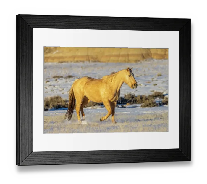 Framed Print : USA, Wyoming. Hideout Horse Ranch, horse in snow. (PR)