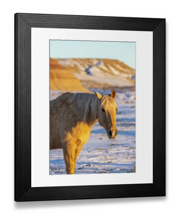 Framed Print : USA, Wyoming. Hideout Horse Ranch, horse in snow. (PR)