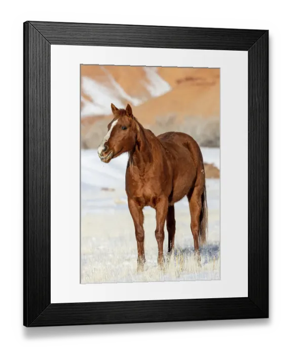 Framed Print : USA, Wyoming. Hideout Horse Ranch, horse in snow. (PR) Framed Print : USA, Wyoming. Hideout Horse Ranch, horse in snow. (PR)