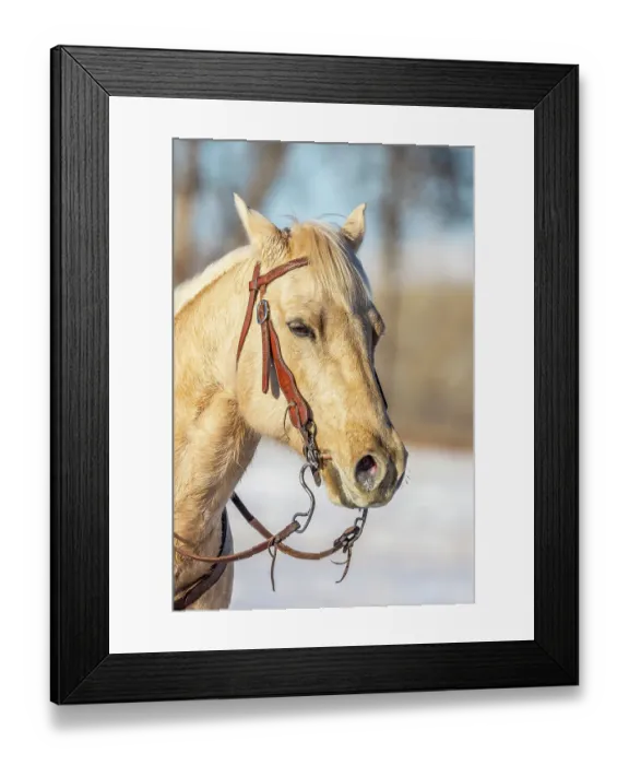 Framed Print : USA, Wyoming. Hideout Horse Ranch, horse portrait. (PR) Framed Print : USA, Wyoming. Hideout Horse Ranch, horse portrait. (PR)