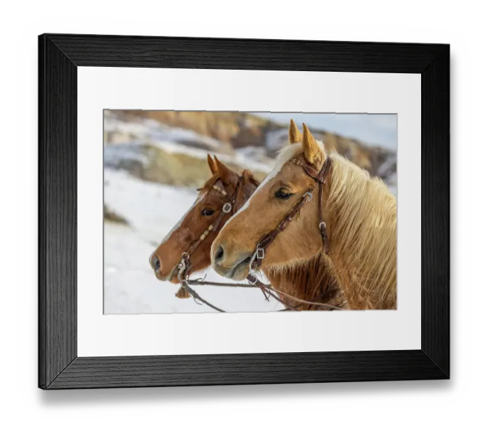 Framed Print : USA, Wyoming. Hideout Horse Ranch, horses at Rest in the snow. (PR) Framed Print : USA, Wyoming. Hideout Horse Ranch, horses at Rest in the snow. (PR)